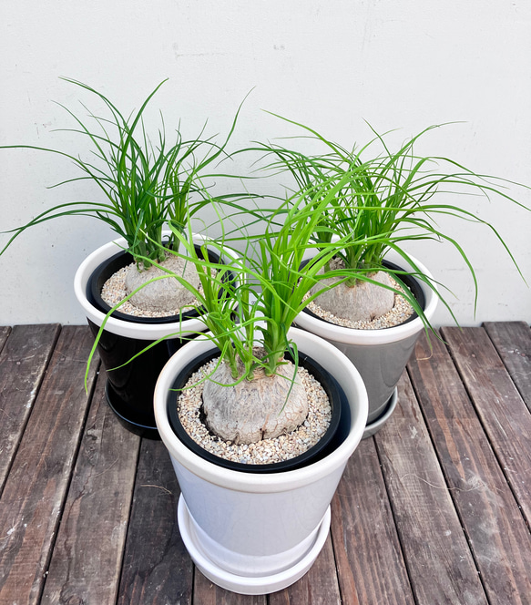 ぷっくりとしたかわいいトックリラン　ポニーテール＊観葉植物＊陶器鉢 1枚目の画像