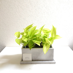 ●新作●空気浄化植物・マイナスイオン　”ポトス　ポトスライム（2鉢セット）鉢＆受け皿セット”　観葉植物　ギフト　贈り物 1枚目の画像