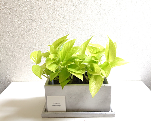 ポトスライムコンパクト 斑入りポトス 2品種【観葉植物 3号ポット】｜ 【植物の