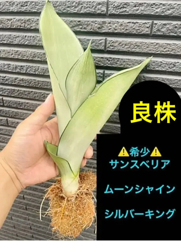 ⚠️希少⚠️大きめです‼️サンスベリア ムーンシャイン