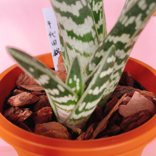 ≧∇≦）多肉植物 アロエ 千代田錦 白斑 大株