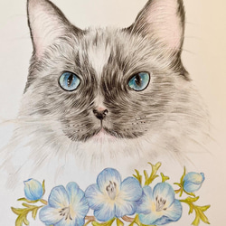 色鉛筆画　猫とネモフィラ　猫画　ペット画　動物画 3枚目の画像