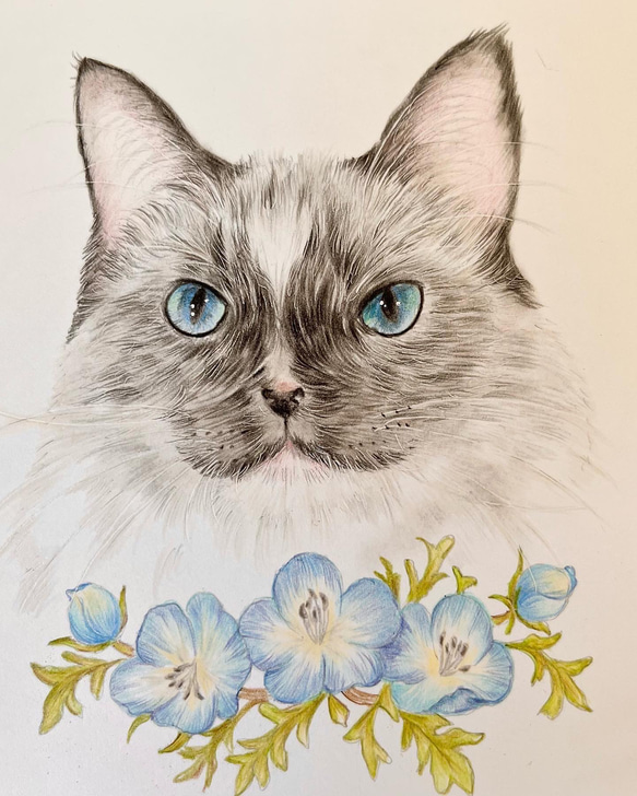 色鉛筆画　猫とネモフィラ　猫画　ペット画　動物画 3枚目の画像