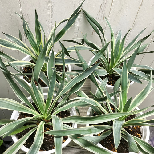 ユッカ　グロリオサ　中サイズ　5本セット ユッカ グロリオサ 中サイズ 5本セット ユッカ・グロリオーサの通販