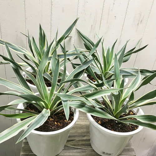 耐寒性・耐暑性あり！ Yucca gloriosa variegata ユッカ・グロリオサ