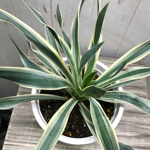耐寒性・耐暑性あり！ Yucca gloriosa variegata ユッカ・グロリオサ