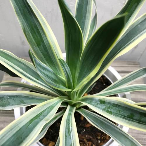 耐寒性・耐暑性あり！ Yucca gloriosa variegata ユッカ・グロリオサ