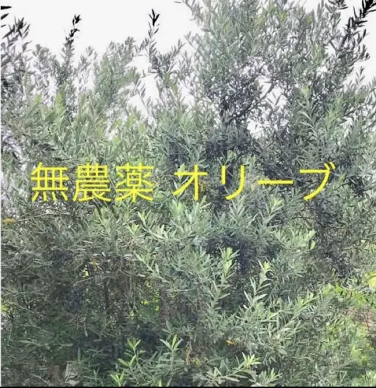 ウェディング80名様オリーブ葉1,600枚⭐️リーフシャワー