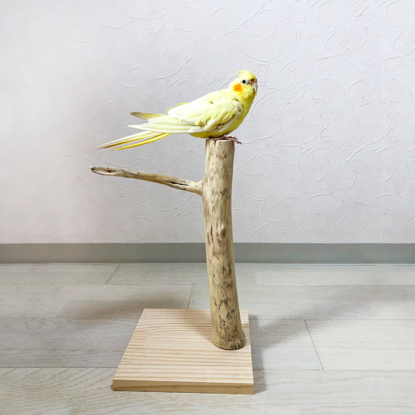 【流木の止まり木】鳥 バードスタンド 小型インコに！シンプルでコンパクト！ 4枚目の画像
