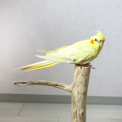 【流木の止まり木】鳥 バードスタンド 小型インコに！シンプルでコンパクト！ 3枚目の画像