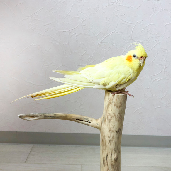 【流木の止まり木】鳥 バードスタンド 小型インコに！シンプルでコンパクト！ 3枚目の画像