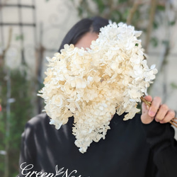 毎年大人気！爽やかなホワイト紫陽花 アナベル3本 ドライフラワー 花