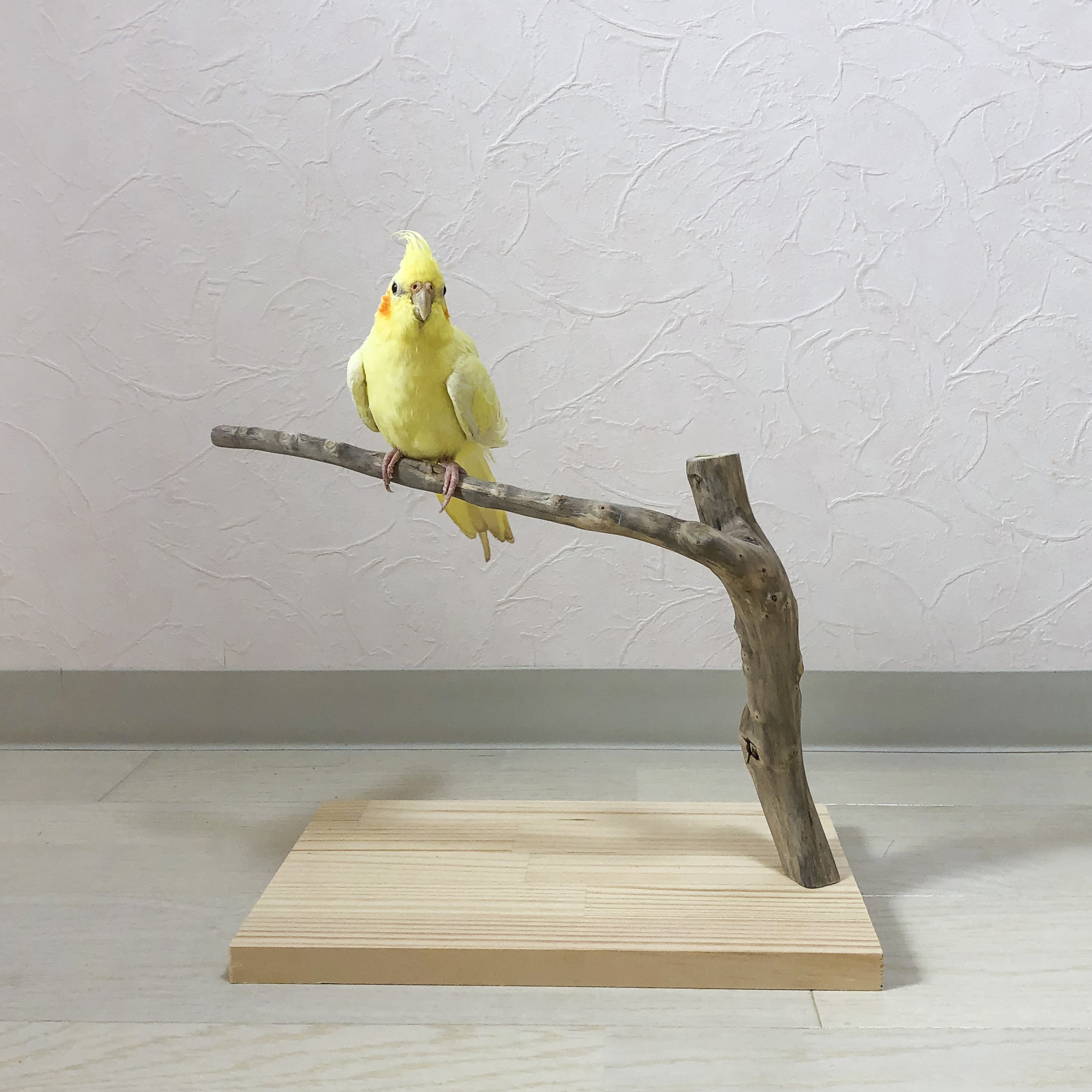 【中型鳥さん用】オカメさんにぴったりな♡バードスタンド 中型鳥さん用】オカメさんにぴったりな♡バードスタンド