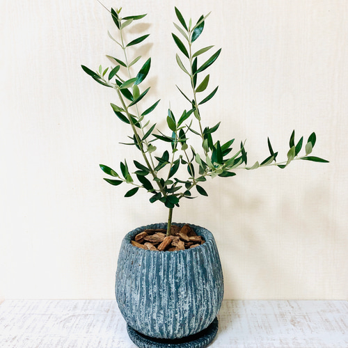 インテリアで育てるオリーブの木 アンティーク鉢 受け皿付き 観葉植物
