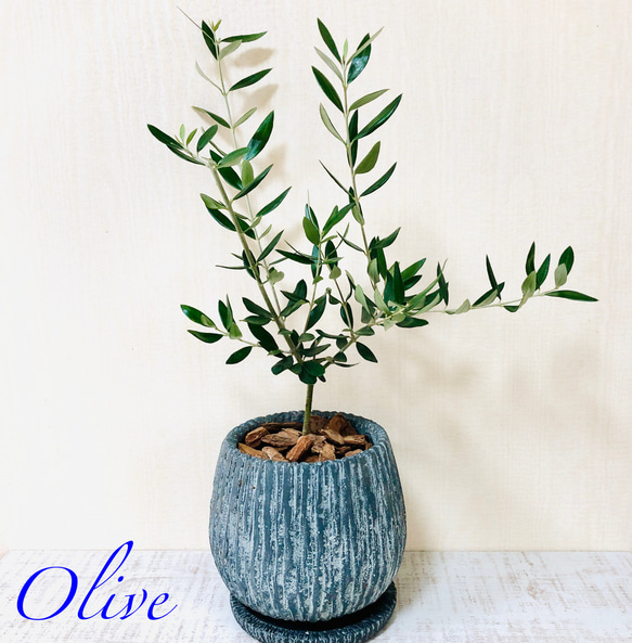 インテリアで育てるオリーブの木 アンティーク鉢 受け皿付き 観葉植物