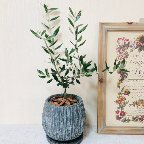 インテリアで育てるオリーブの木 アンティーク鉢 受け皿付き 観葉植物