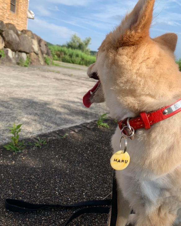 迷子札（犬or猫） 1枚目の画像