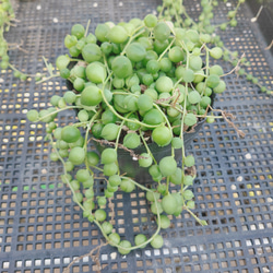 ピーチスアンクリーム* ピーチスアンドクリーム 多肉植物 多肉植物