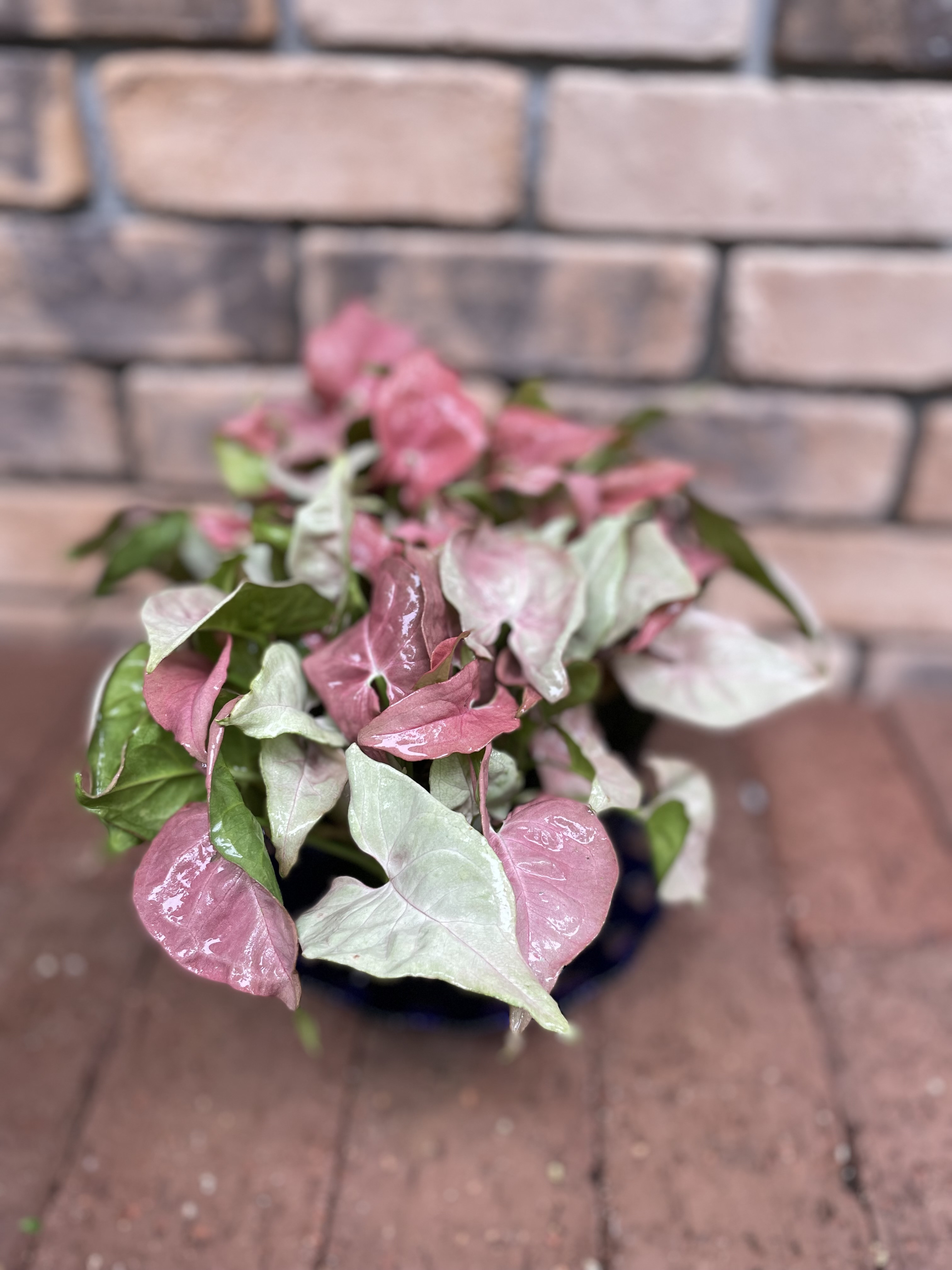 その他観葉植物 Joepii var. pink !! Joepii var. pink !! All Plants – Tagged 