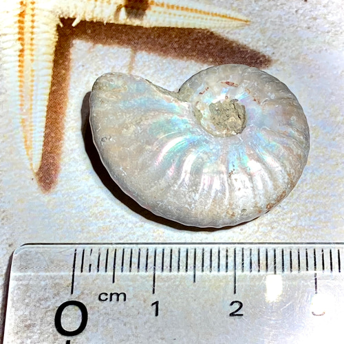 レインボー【希少】アンモナイト 化石 天然石 東洋占星術師の娘