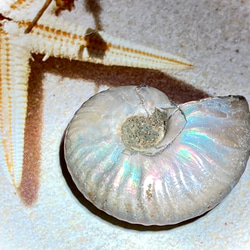 レインボー【希少】アンモナイト 化石 天然石 東洋占星術師の娘