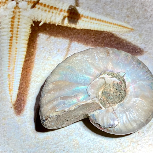 レインボー【希少】アンモナイト 化石 天然石 東洋占星術師の娘