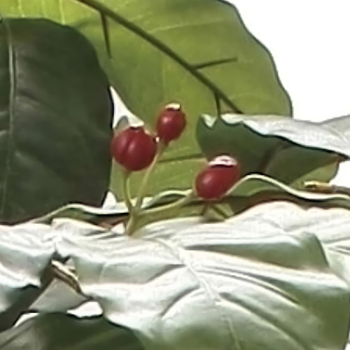 光触媒人工観葉植物ウォールグリーンフェイクグリーンコーヒーの木実付き