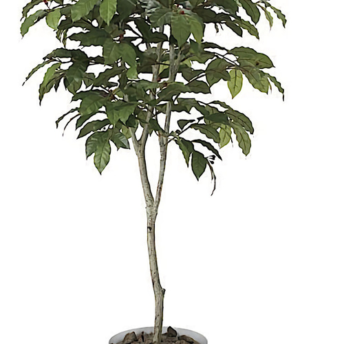 光触媒 人工観葉植物 ウォールグリーン フェイク フラワー コーヒーの 