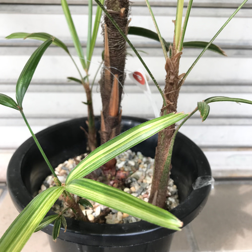 斑入り 観音竹 栄山錦 6号 その他インテリア雑貨 PLANTS SHOP
