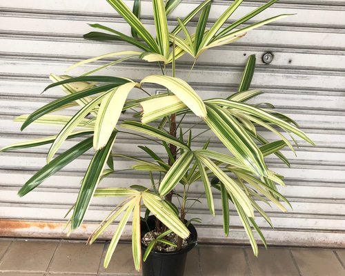 斑入り 観音竹 栄山錦 6号 その他インテリア雑貨 PLANTS SHOP OLIVE