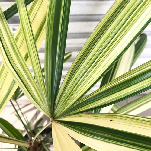 斑入り 観音竹 栄山錦 6号 その他インテリア雑貨 PLANTS SHOP OLIVE