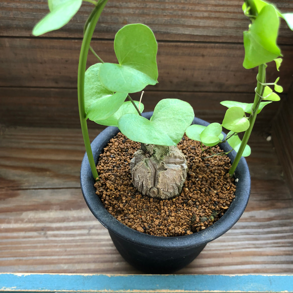 亀甲竜♡希少♡ハート型の葉っぱ♡塊根植物♡多肉植物 5枚目の画像