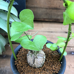 亀甲竜♡希少♡ハート型の葉っぱ♡塊根植物♡多肉植物 6枚目の画像