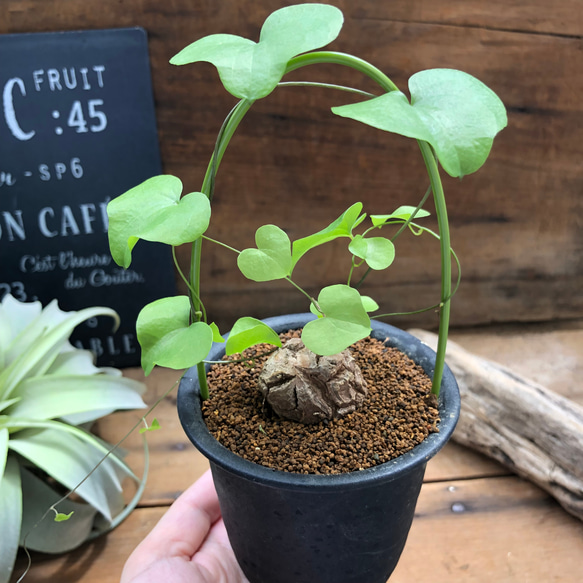 亀甲竜♡希少♡ハート型の葉っぱ♡塊根植物♡多肉植物 3枚目の画像