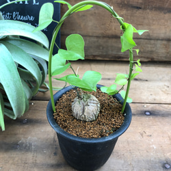 亀甲竜♡希少♡ハート型の葉っぱ♡塊根植物♡多肉植物 4枚目の画像