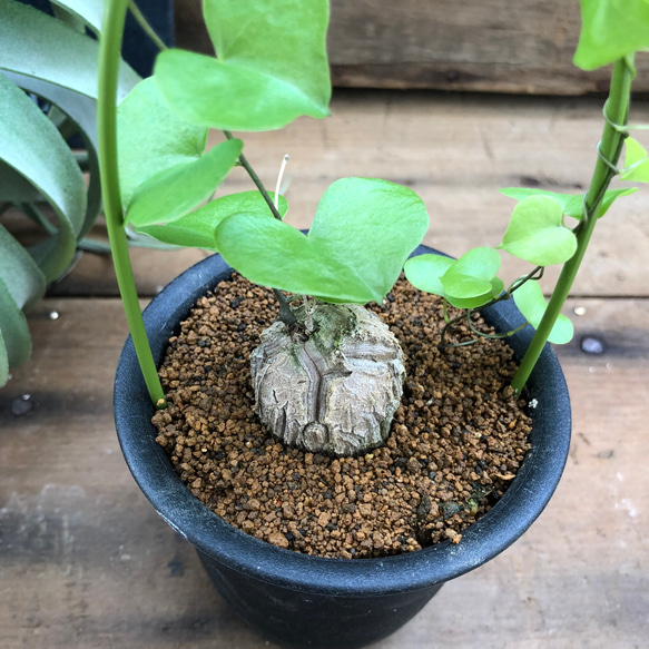 亀甲竜♡希少♡ハート型の葉っぱ♡塊根植物♡多肉植物 2枚目の画像