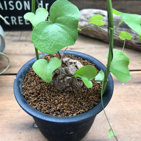 亀甲竜♡希少♡ハート型の葉っぱ♡塊根植物♡多肉植物 8枚目の画像