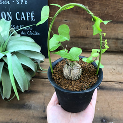 亀甲竜♡希少♡ハート型の葉っぱ♡塊根植物♡多肉植物 7枚目の画像