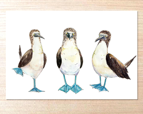 選べるポストカードセット（33.三羽のアオアシカツオドリ） ポスト