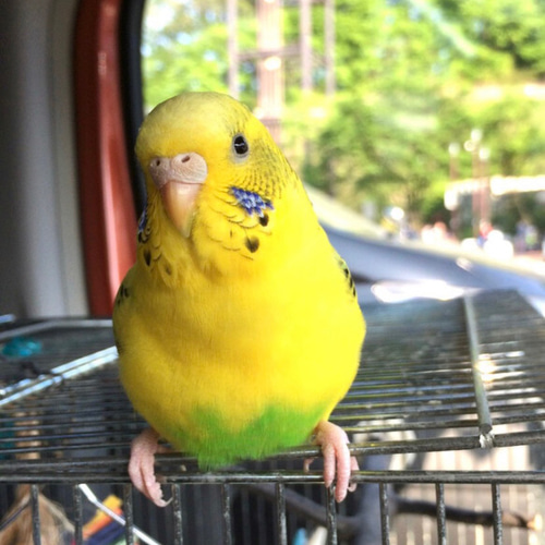 羊毛フェルト クリスマスツリーになった黄ハルちゃん ハンドメイド インコ 置き物 羊毛フェルト クリスマスツリーになった黄ハルちゃん ハンドメイド