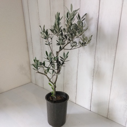 souju 創樹 オリーブ マンザニロ ブラック鉢植え シンボルツリー