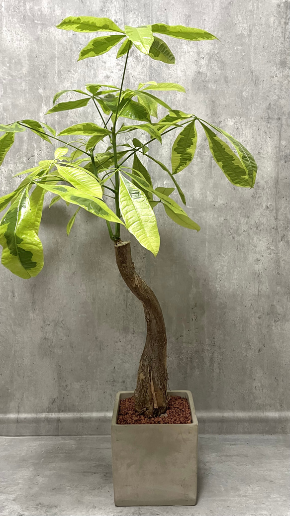 レア観葉植物パキラ・ムーンライト 接木