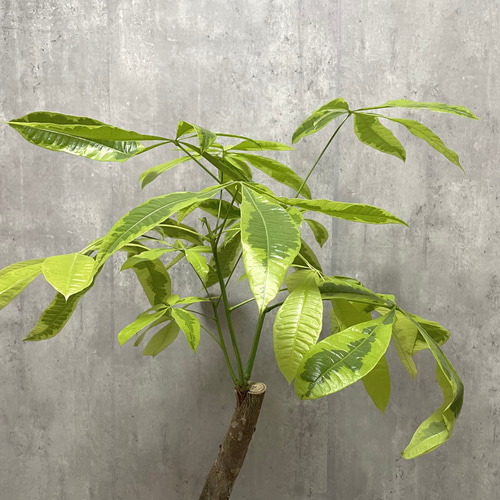 レア観葉植物パキラ・ムーンライト 接木 一輪挿し・花瓶・花器 __@