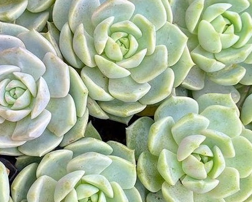 多肉植物 白牡丹 カット苗3株 なだれこむ 多肉植物 白牡丹 カット苗3株 なだれこむ