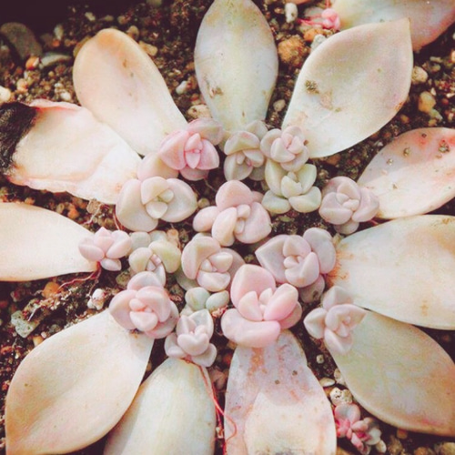 紅月錦① | ❤️植物に心をトラレマシタ❤️