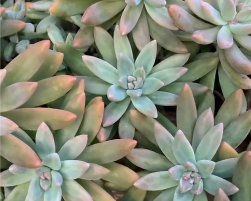 多肉植物カット苗　① 4dd39166f85edb9653a9e0dc865242