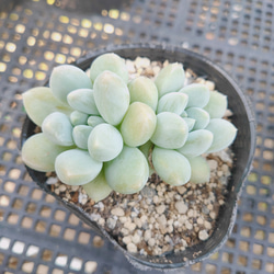 ピーチスアンクリーム* ピーチスアンドクリーム 多肉植物 多肉植物