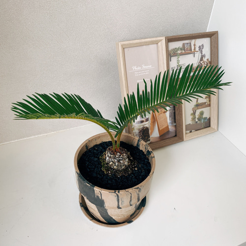 現品］ソテツ 蘇轍 観葉植物 ミニサイズ プラスチック鉢 受け皿