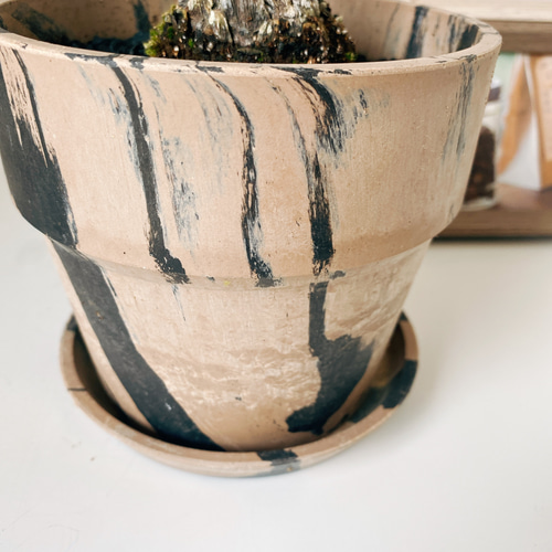 ソテツ 蘇轍　鉢付き ソテツ(蘇鉄)/Japanese sago palm ※陶器鉢付き | 【厳選植物・器