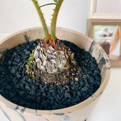 現品］ソテツ 蘇轍 観葉植物 ミニサイズ プラスチック鉢 受け皿